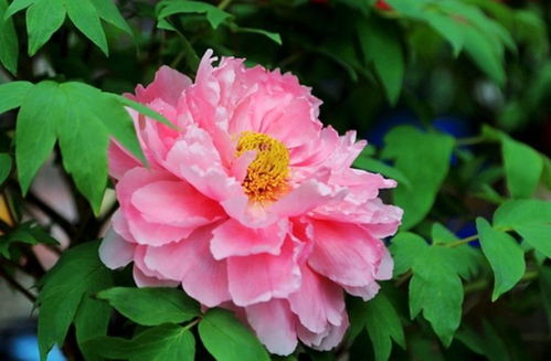 養花小技巧 牡丹不開花，一個小動作換來一片牡丹海