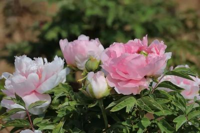 合澗鎮 洪谷牡丹香滿園，芍藥爭艷春意濃